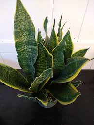 Image result for Tristachya superba