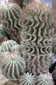 The websites below have listings of plants available and prices. Alien Cacti At Grigsby
