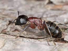 We have all seen ants in our lifetime. What Attracts Carpenter Ants To Your Nj Home Carpenter Ant Prevention Guide