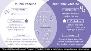 Messenger rna, or mrna, plays a fundamental role in human biology, transferring the instructions our approach is to use mrna medicines to instruct a patient's own cells to produce proteins that. How Does A Mrna Vaccine Compare To A Traditional Vaccine Vanderbilt Institute For Infection Immunology And Inflammation