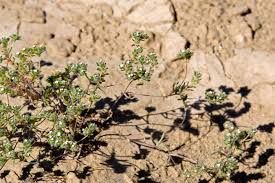 Image result for Indigofera cryptantha