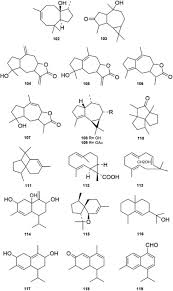 Image result for Helichrysum mechowianum