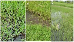 Image result for Megaloprotachne albescens