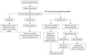 Unknown Bacterial Identification Chart Www