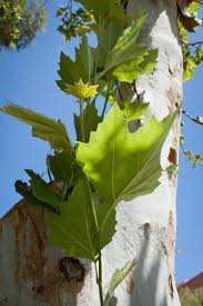 Image result for Platanus