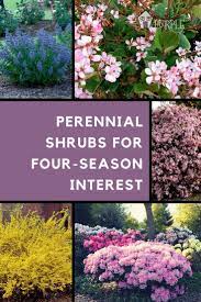 The Most Perfect Perennial Shrubs For Your Garden Perennial Garden Plans Perennial Shrubs Best Perennials