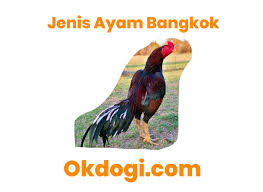 Beli aneka produk ayam magon online terlengkap dengan mudah, cepat & aman di tokopedia. 8 Jenis Ayam Petarung Aduan Paling Gaco Lengkap