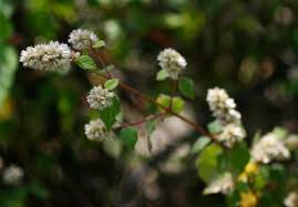 Image result for Cyathula