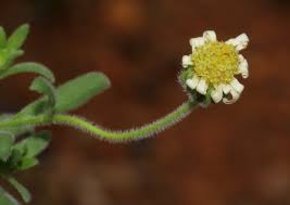 Image result for Felicia clavipilosa