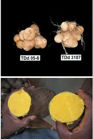 Image result for Dioscorea dumetorum