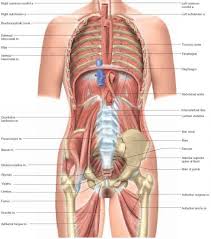 The abdomen (commonly called the belly) is the body space between the thorax (chest) and pelvis. 8 Anatomy Ideas Anatomy Human Body Anatomy Human Anatomy