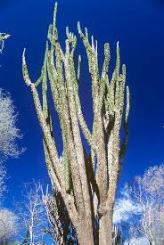 Image result for Alluaudia procera