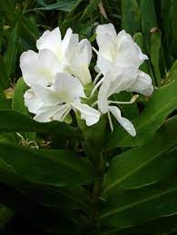 Harvest Festival Enfleurage Give Away African Aromatics Ginger Flower Fragrant Plant Harvest Festival