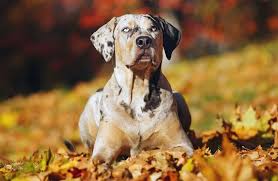 They can be trained to tolerate other dogs if they are socialized as puppies, but even then two male piglet is a catahoula leopard dog who, with her owner her owner, lori wells, of lancaster, calif., was recognized by the akc for their search and. Catahoula Leopard Dog Breed Temperament Price Size All Things Dogs All Things Dogs