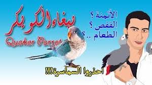 8 ببغاء الكويكر quaker parrot اعرف أهم الأمور حوله وما يجعلك تعشقه youtube