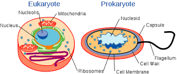 Electron microscopic studies revealed that bacterial flagellum consists of three parts. Biology For Kids The Cell