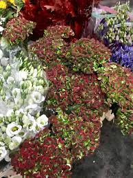 We did not find results for: Flowers By Lucy Happy Out Amongst The Fresh Stock Just Facebook