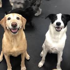 ACTIVE K9 TRAINING SOLUTIONS