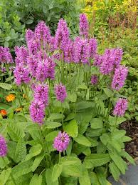 Image result for Stachys