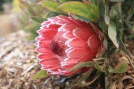 Protea Flower Meaning Protea Flower Protea Art Flower Meanings