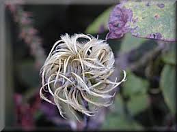 Check spelling or type a new query. Clematis On The Web Clematis Detail