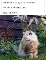 55 Images Of Funny Animals Is Just What The Doctor Ordered Cutesypooh Funnymemes Funny Animals Funny Animal Memes Cute Funny Animals