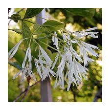 Image result for Chionanthus