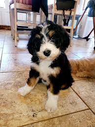 Sequoia oaks is located in fiddletown, a small town surrounded by the beautiful wineries of el dorado and amador counties. Bernedoodle Puppies For Sale Sacramento County Ca 357897