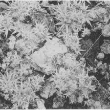 Image result for Cheilanthes angustifrondosa