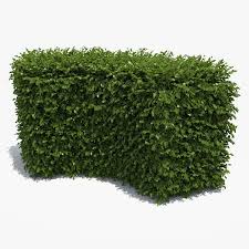 Free Boxwood Hedge 3d Model Besplatnaya 3d Model Zhivaya Izgorod Plant Hedge Box Shrub Garden Topiary P Tree Photoshop Garden Illustration Pink Flowering Trees