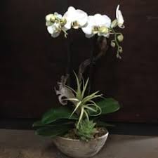 Order the finest local stems from mill valley florists to surprise somebody special today. Double White Premium Phalaenopsis In Champagne Oval In Mill Valley Ca Green Door Design