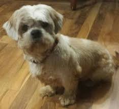 Find shih tzu puppies and breeders in your area and helpful shih tzu information. Fredericksburg Va Shih Tzu Meet Earl A Pet For Adoption