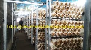 Contoh kesimpulandari hasil pengamatan pesoalan jamur tiram1. Kumbung Rak Jamur Tiram Dari Rangka Baja Jamur Tiram Sekitar Medan