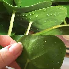 During your morning cannabis farming, you notice a few white spots scattered over the leaves of a plant. Worried About The White Dots On N The Back Of Your Pilea Leaf Shareyourgreen Shows Us That It S Just Mineral Deposits Plant Leaves Plants Pilea Peperomioides
