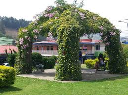 Check spelling or type a new query. The Foliage And Flowers Of Costa Rica Day 2 Finegardening