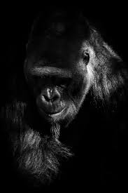 Black And White Wildlife Photography Print Gorilla Etsy In 2020 Wildlife Photography Fine Art Photography Print Photography Prints Art
