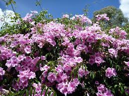 Discover 10 deliciously scented climbers that are perfect for a pergola, trellis or arch. Australian Native Climbers And Creepers Gardening With Angus