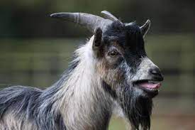 Majestic creatures that bring death and goodluck. Goats Reveal Their Feelings With The Sound Of Distinctive Bleats New Scientist