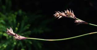 Image result for Platycaulos