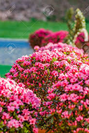 We did not find results for: Bushes Of Fuchsia And Pink Flowers With Green Leaves Stock Photo Picture And Royalty Free Image Image 55289938