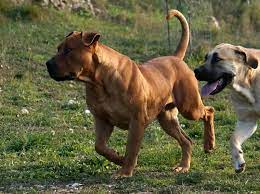 I'll give you an example. Crespo My Favourite Boerboel At 17 Months
