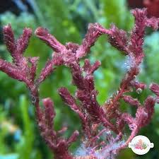 Image result for Macrotyloma ellipticum