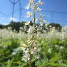 Image result for Nidorella ivifolia