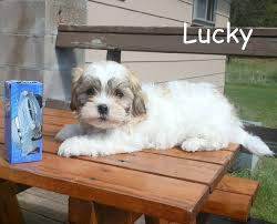 I got my teddy bear from greenfield puppies and she just has the biggest heart. Teacup Teddy Bear Puppies Near Me Cheap Online