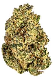 Zookies is a hyrbid marijuana strain made by crosssing animals cookies and original glue. Zookies Strain Hybrid Cannabis Video Thc Terpenes Hytiva