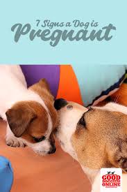 It's difficult to tell right away when your dog gets pregnant. Pin On For The Love Of Dogs