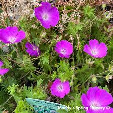 Image result for Geranium sanguineum Max Frei