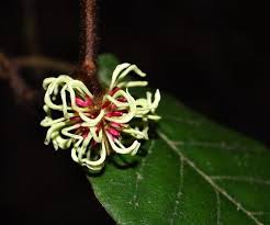 Image result for Trichocladus