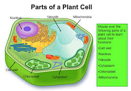 Plant and animal cells differ because they have to perform different functions. Biology Vacuole S Definition Function And Structure