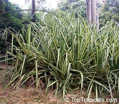Image result for Pandanus livingstonianus